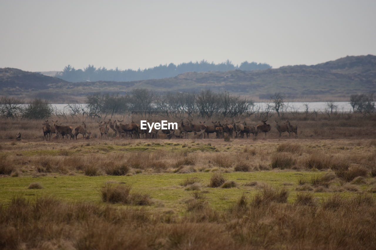 Deers in a field