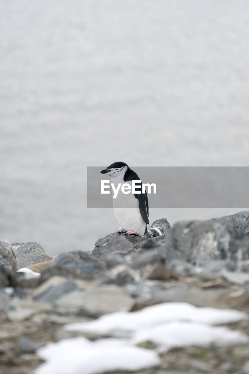 CLOSE-UP OF BIRD ON ROCK AGAINST WATER