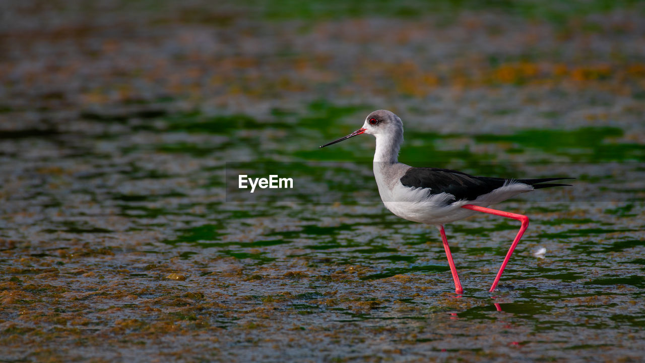 Black-winged stilt in a swamp