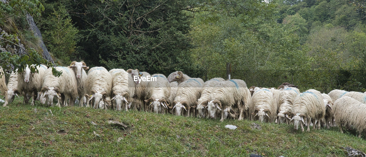 animal, livestock, animal themes, sheep, domestic animals, mammal, plant, flock of sheep, group of animals, pasture, herd, pet, grazing, large group of animals, grass, field, land, agriculture, green, herding, nature, no people, tree, growth, day, animal wildlife, herbivorous, wildlife, outdoors, white