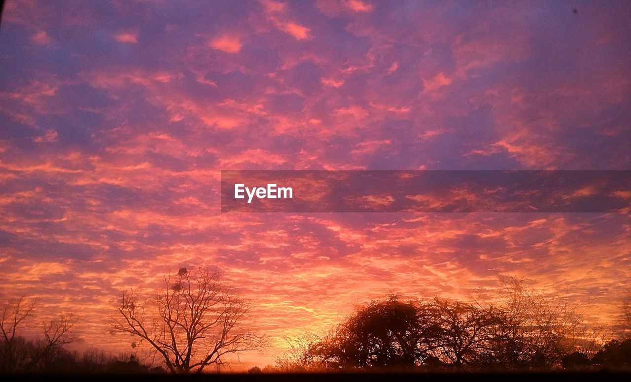 LOW ANGLE VIEW OF SILHOUETTE TREES AGAINST SKY DURING SUNSET