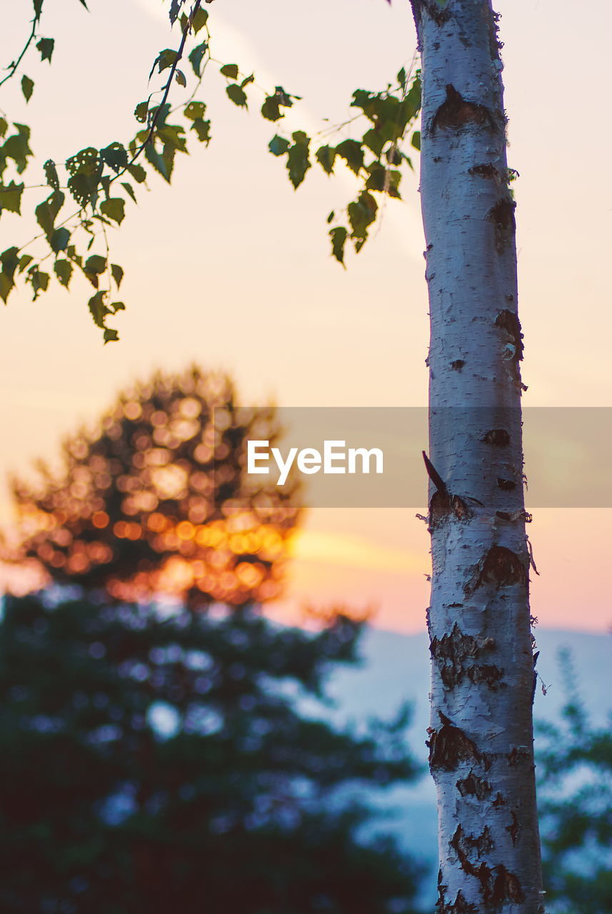 CLOSE-UP OF TREE TRUNK DURING SUNSET