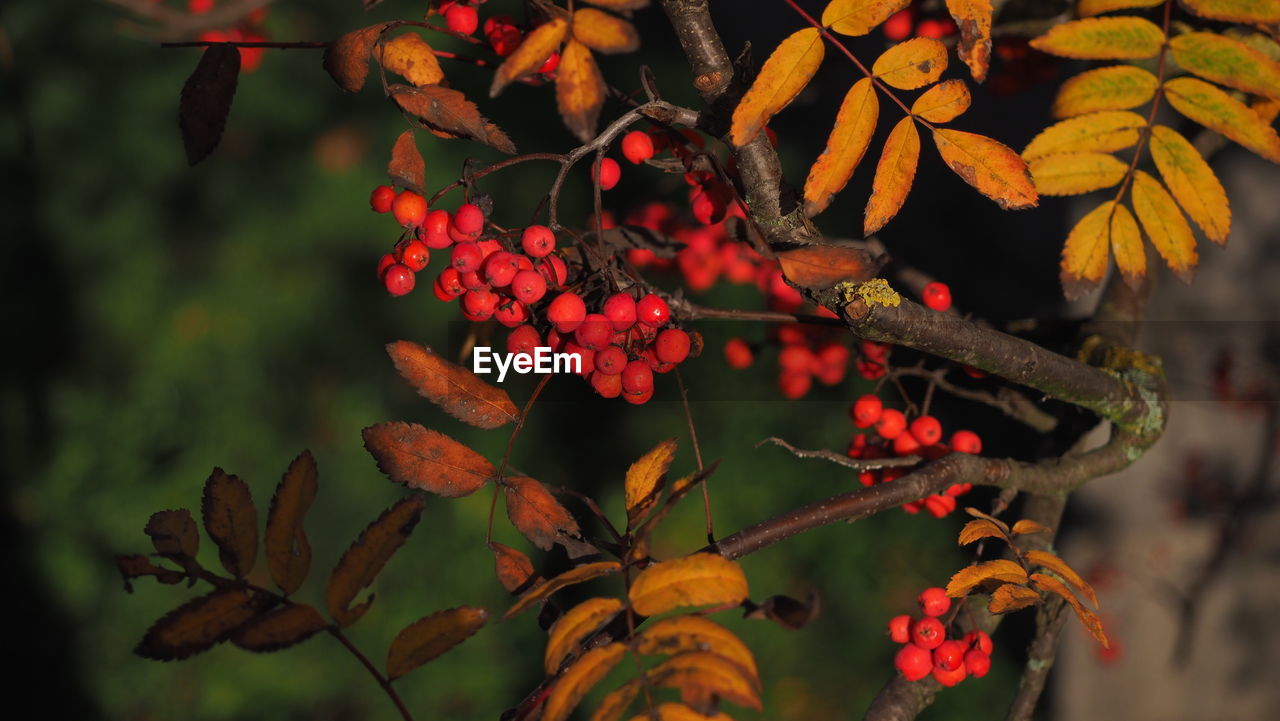 Rowan berries in the late afternoon sunlight