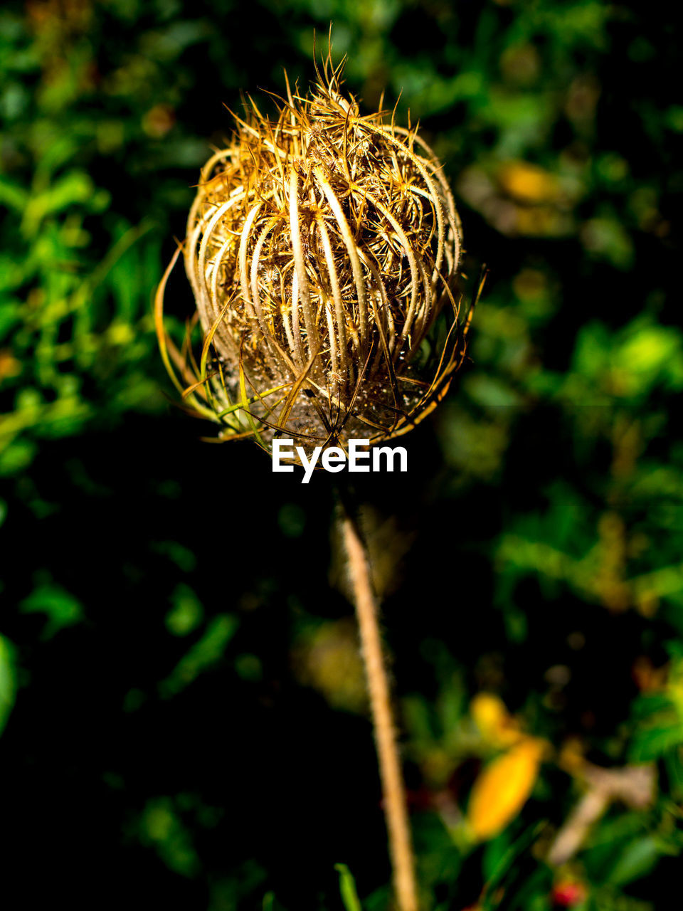 CLOSE-UP OF PLANT AGAINST BLURRED BACKGROUND