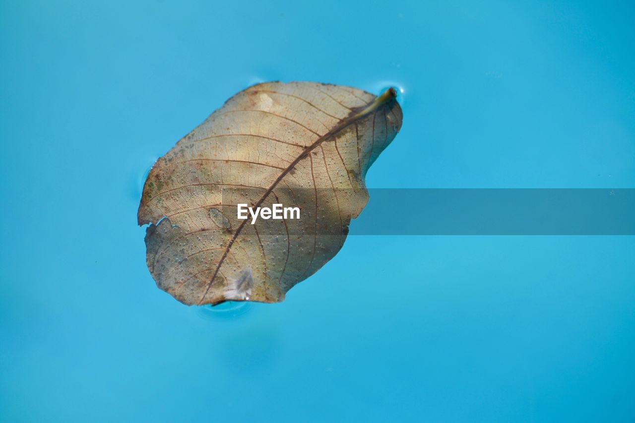 CLOSE-UP OF TURTLE AGAINST BLUE SKY