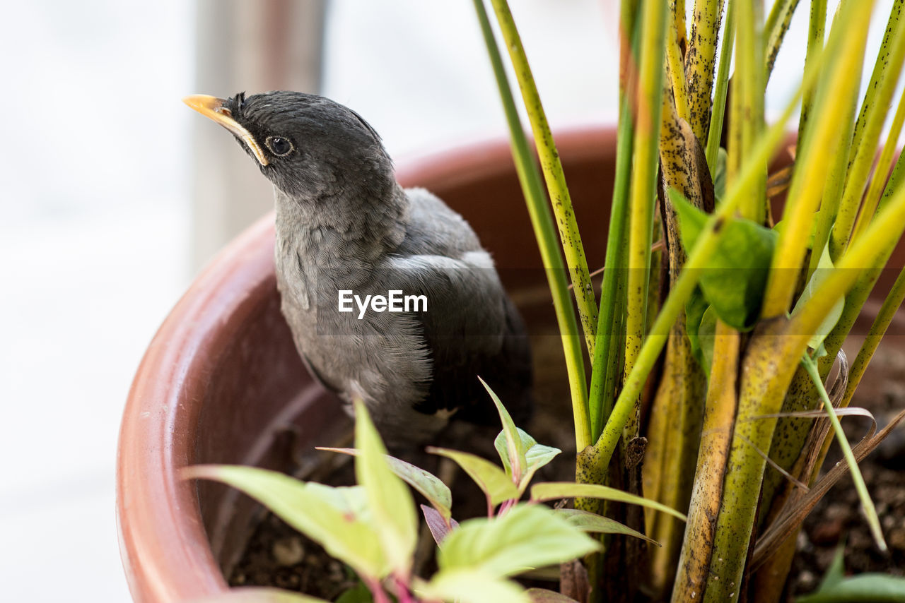 High angle view of bird on potted plant