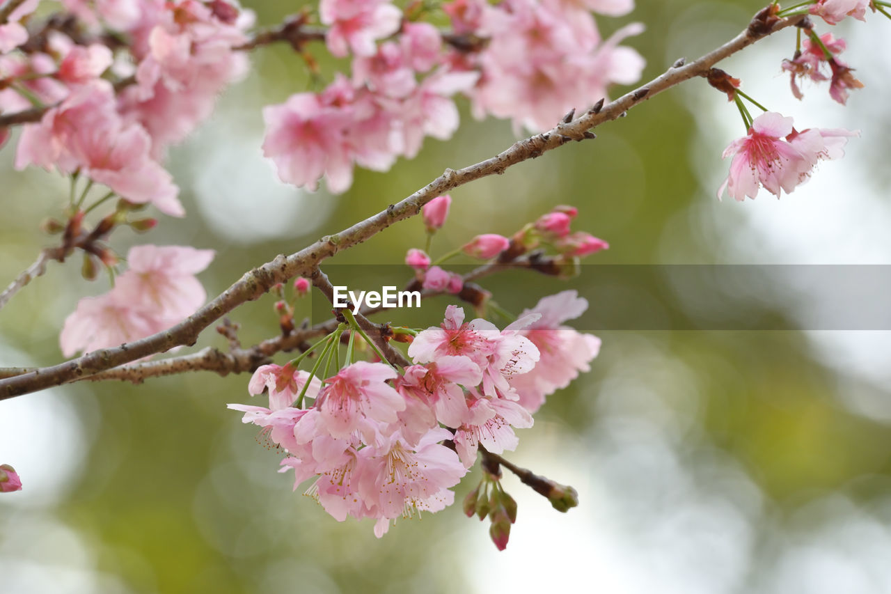 plant, flower, flowering plant, pink, beauty in nature, blossom, tree, fragility, springtime, freshness, branch, nature, growth, produce, cherry blossom, cherry, food, close-up, flower head, petal, inflorescence, spring, outdoors, no people, cherry tree, day, focus on foreground, twig, botany, fruit, food and drink, fruit tree, selective focus, tranquility, almond tree, pollen