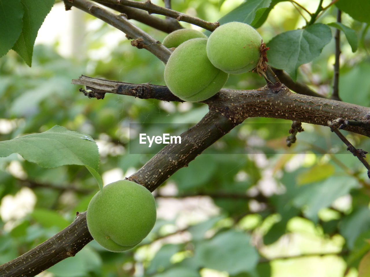 CLOSE-UP OF FRUITS ON TREE