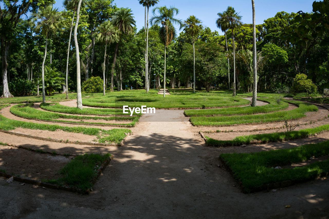 Palm trees and grass in park