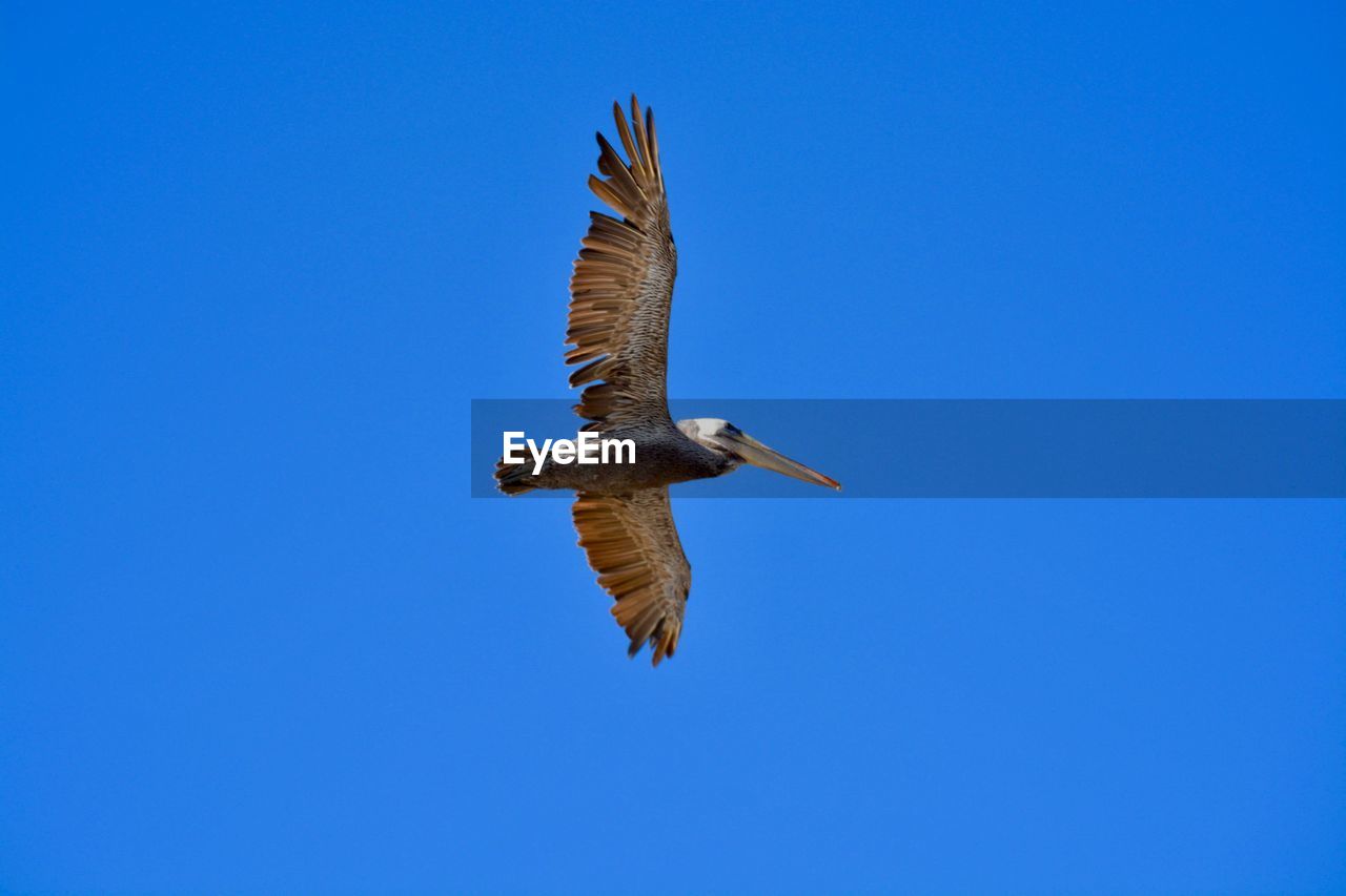 LOW ANGLE VIEW OF EAGLE FLYING AGAINST CLEAR SKY