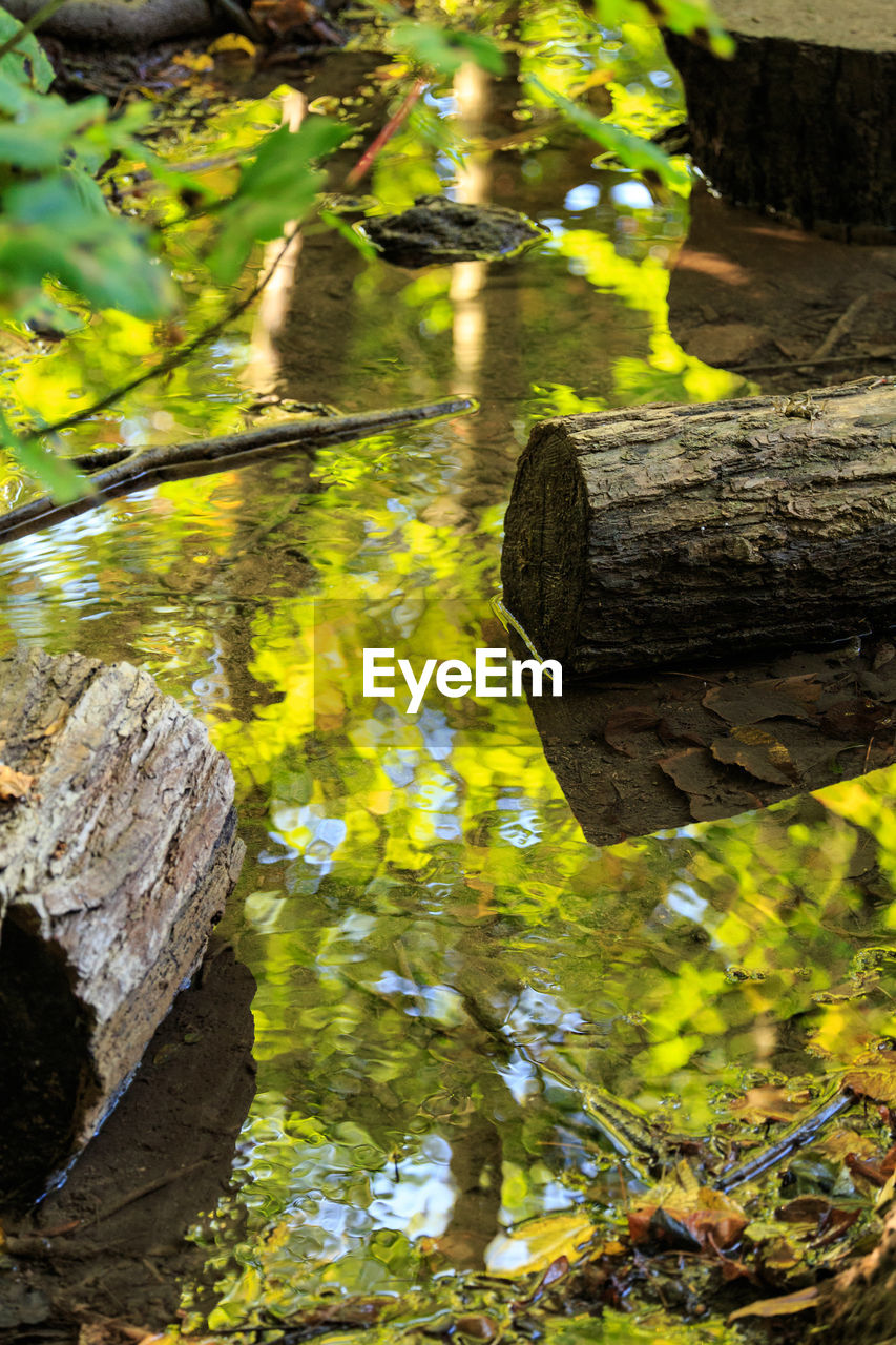 Low angle view of trees