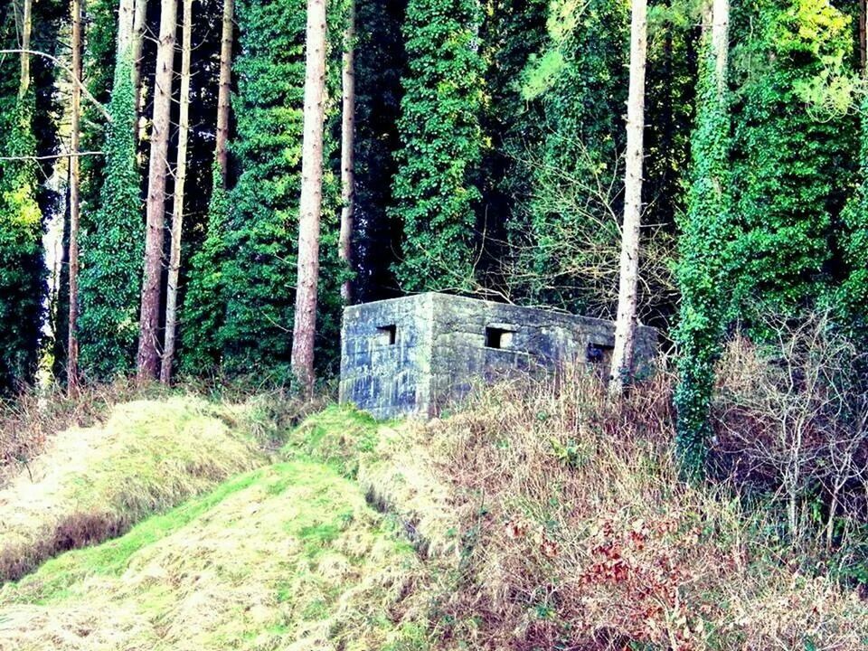 VIEW OF TREES IN THE FOREST