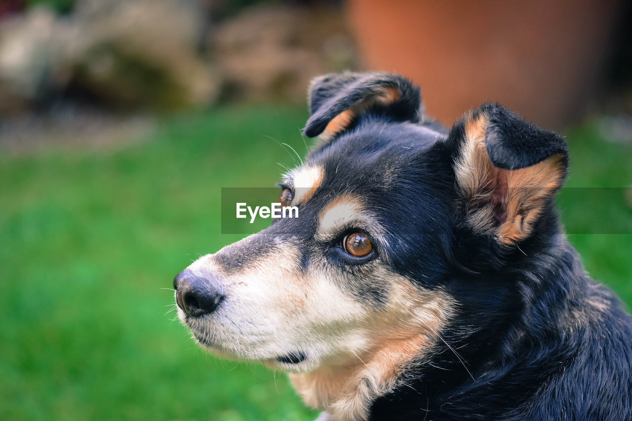 CLOSE-UP OF BLACK DOG LOOKING AWAY