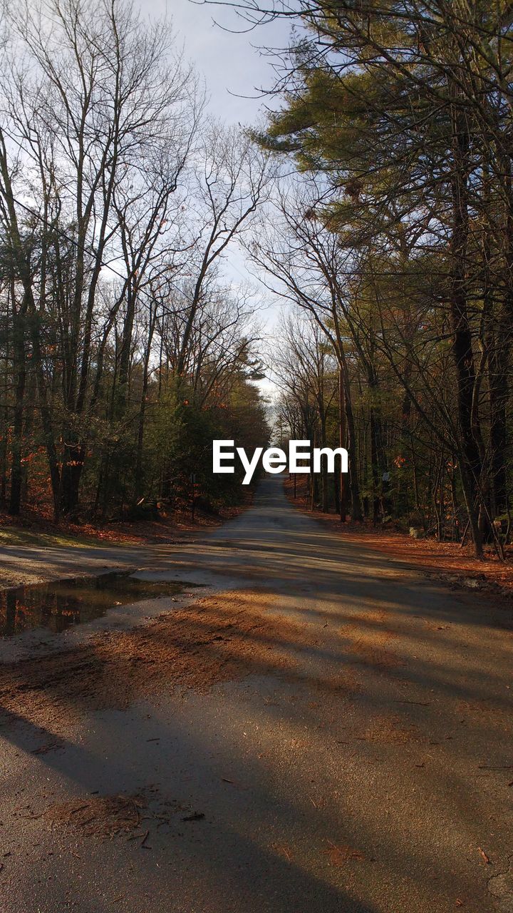 EMPTY ROAD PASSING THROUGH TREES