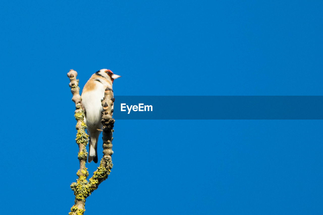 Low angle view of bird perching on tree against clear blue sky