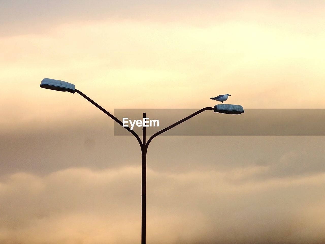 Low angle view of street light against sky