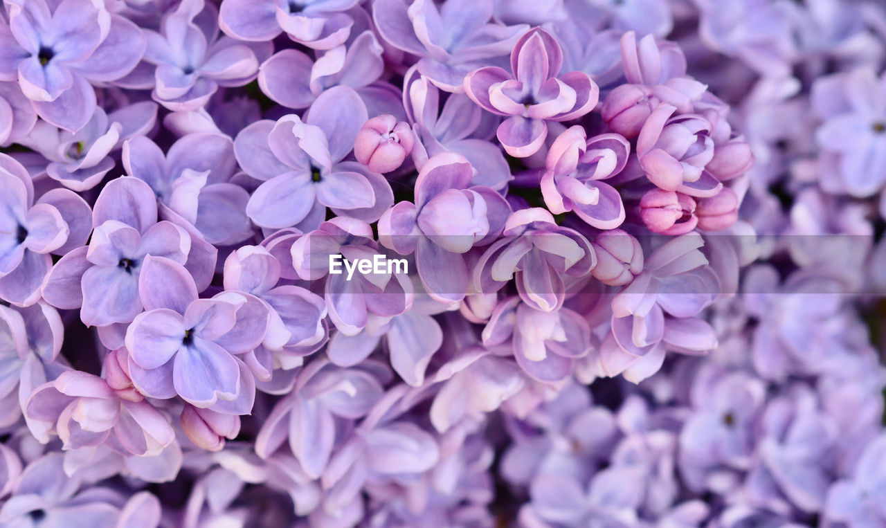 flower, flowering plant, plant, lilac, beauty in nature, freshness, petal, fragility, purple, close-up, growth, nature, flower head, lavender, inflorescence, full frame, no people, backgrounds, springtime, selective focus, blossom, day, hydrangea, pink, outdoors