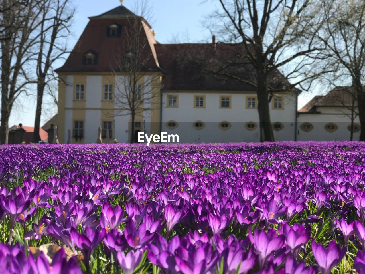 PURPLE FLOWERING PLANTS BY BUILDINGS AGAINST SKY