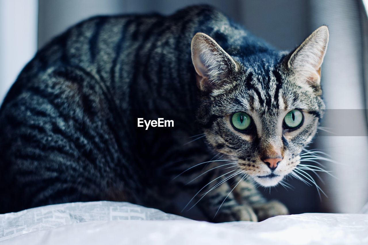 Close-up portrait of a cat