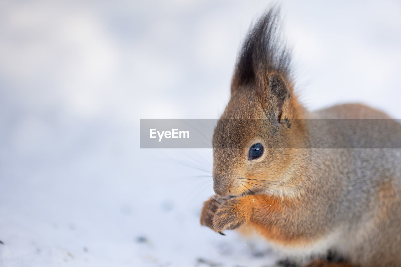 Close-up portrait of squirrel. squirrel sits in snow and eats nuts in winter snowy park winter color