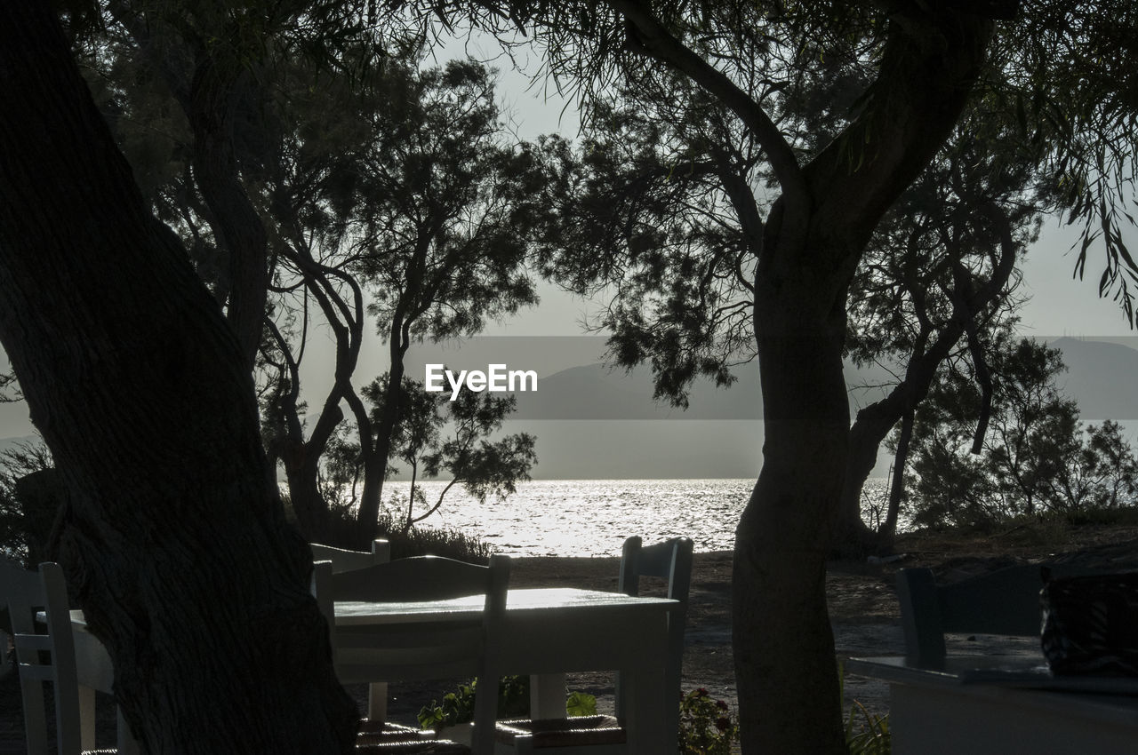 TREES AGAINST SEA