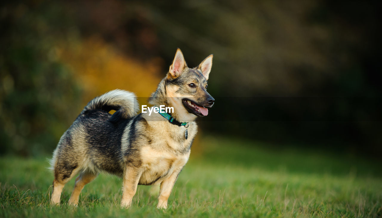 Swedish vallhund on field