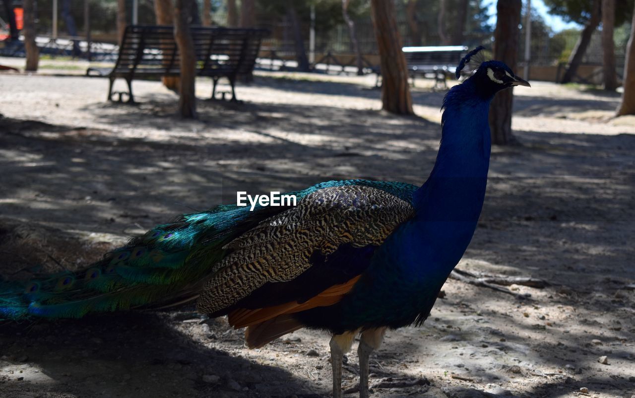 PEACOCK IN A FIELD