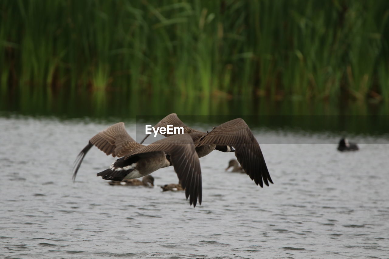 Canada geese  flying over lake