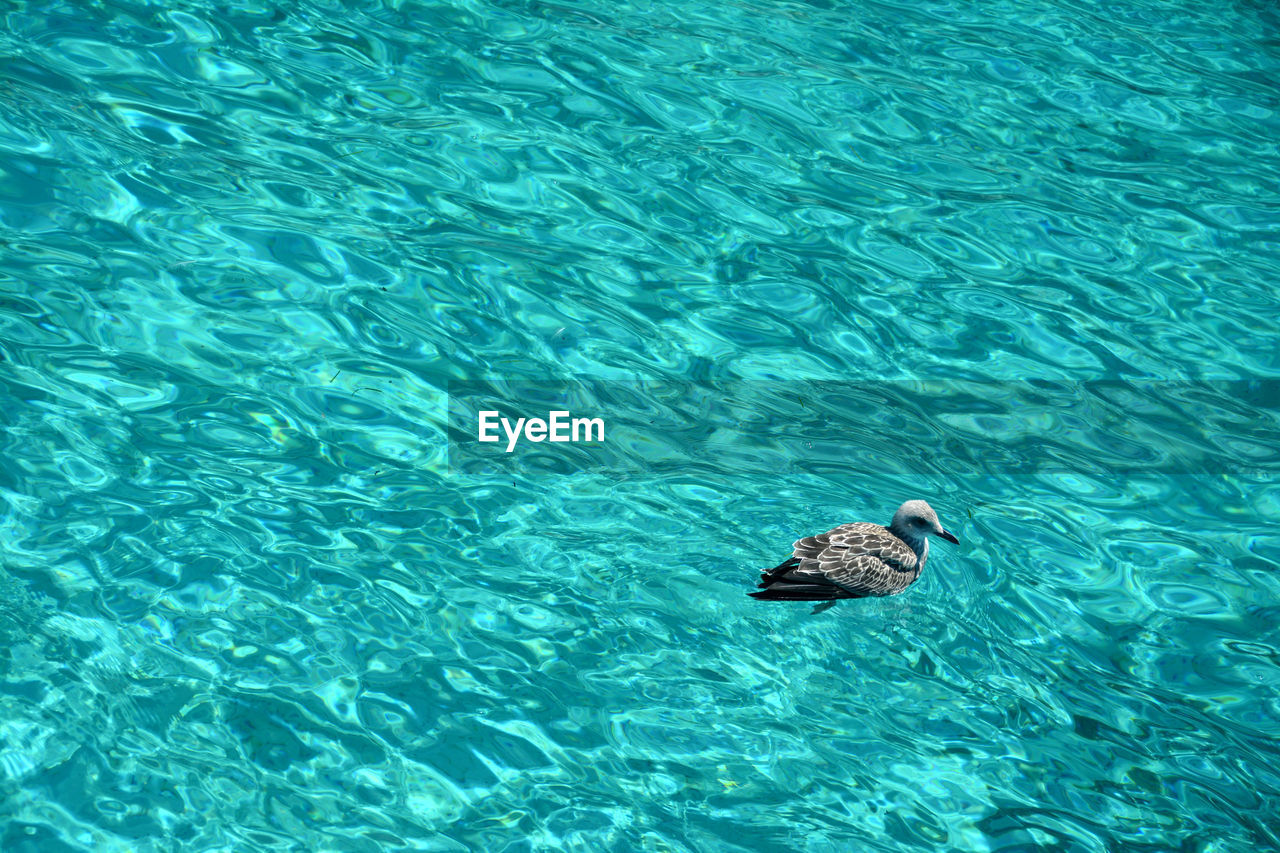 High angle view of duck swimming in pool