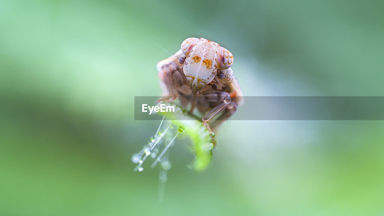 Close-up of planthopper nymph