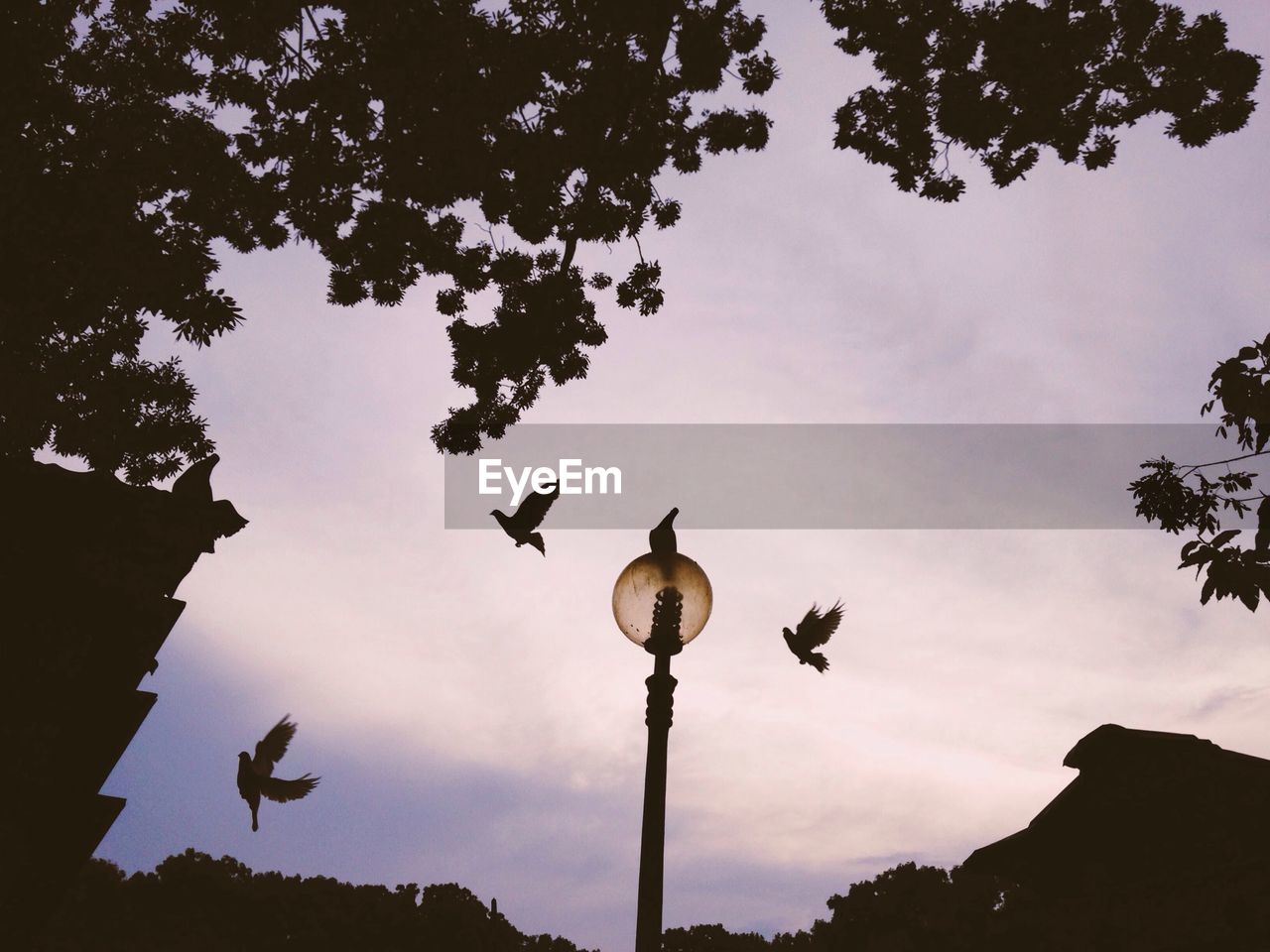 Low angle view of street light and birds flying against cloudy sky