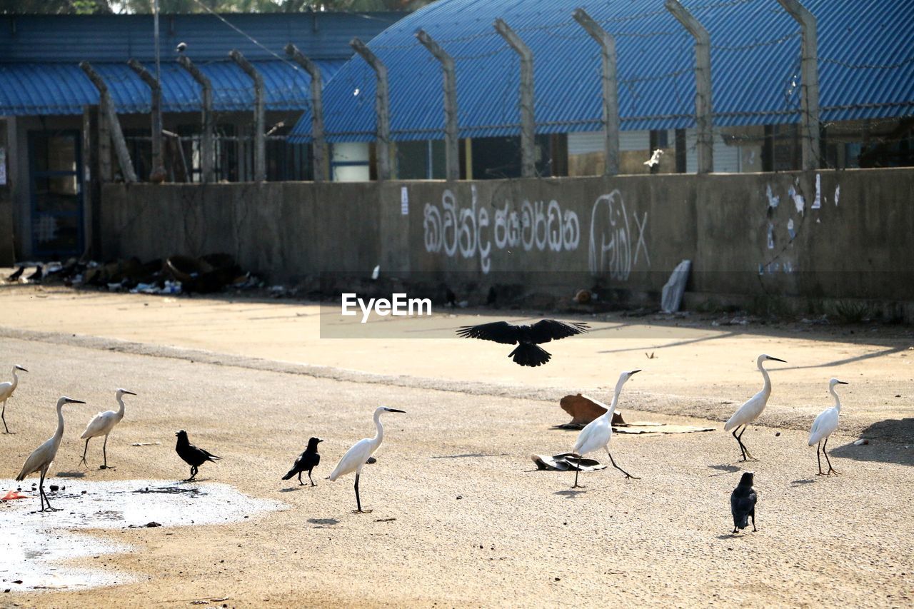 Birds perching on street