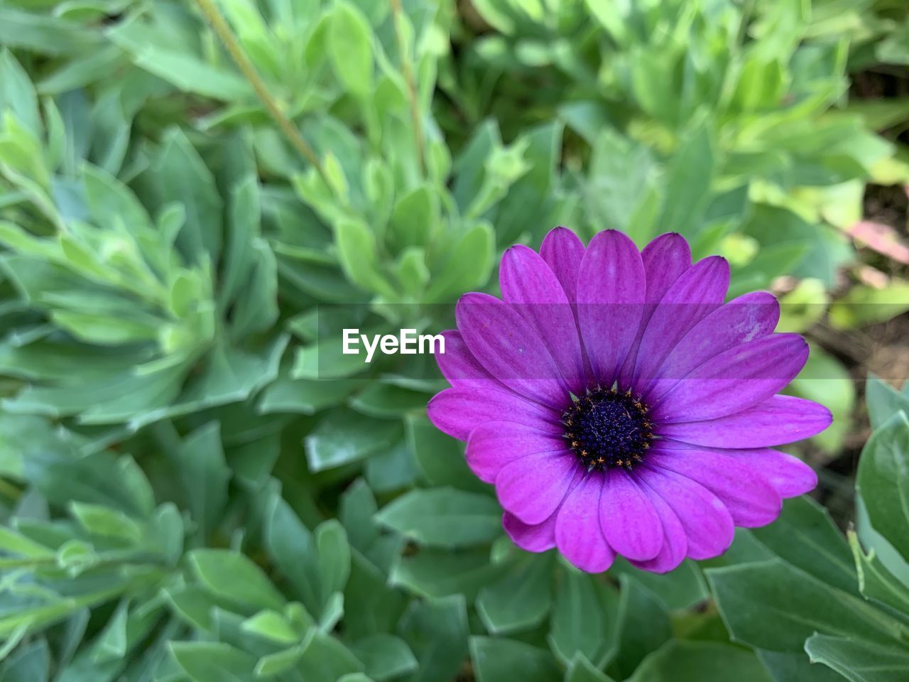 Close-up of pink flower