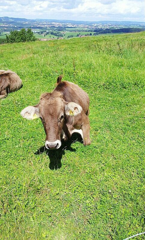 COW GRAZING IN FIELD