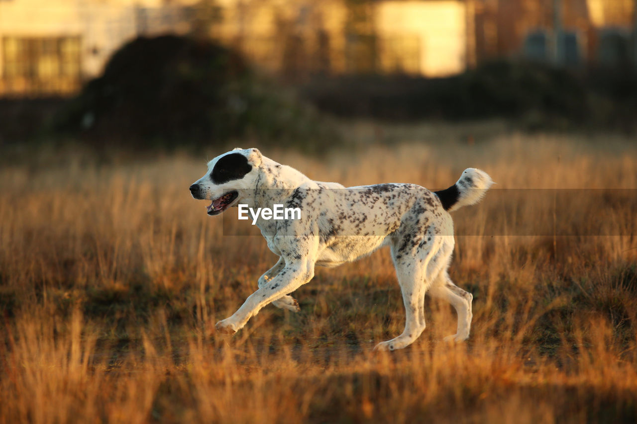 DOG RUNNING IN A FIELD