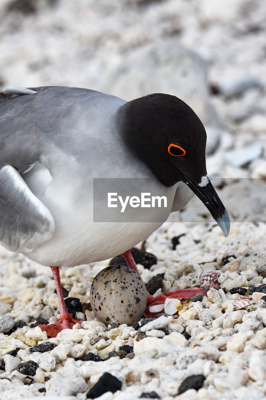 CLOSE-UP OF DUCK ON ROCK