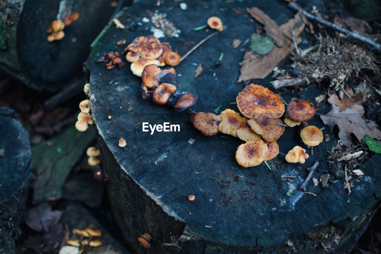 High angle view of mushrooms growing on field