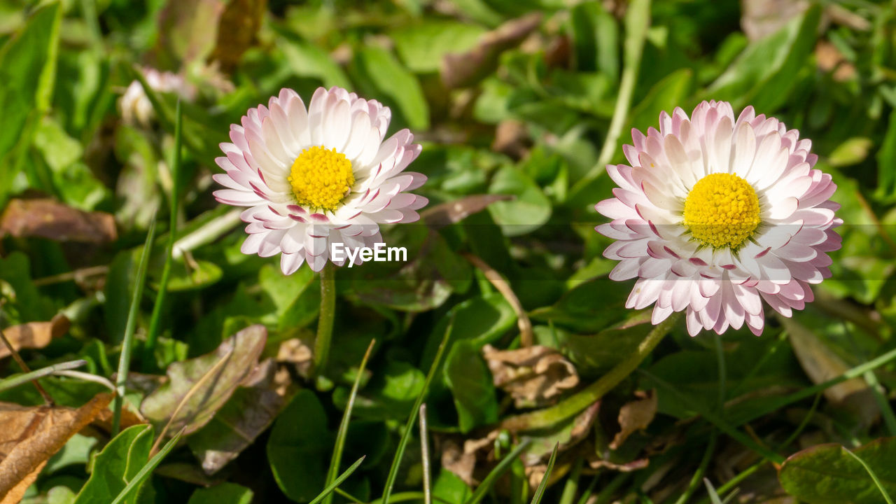 Close-up of pink flowering plants