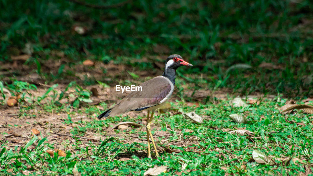 SIDE VIEW OF BIRD ON LAND