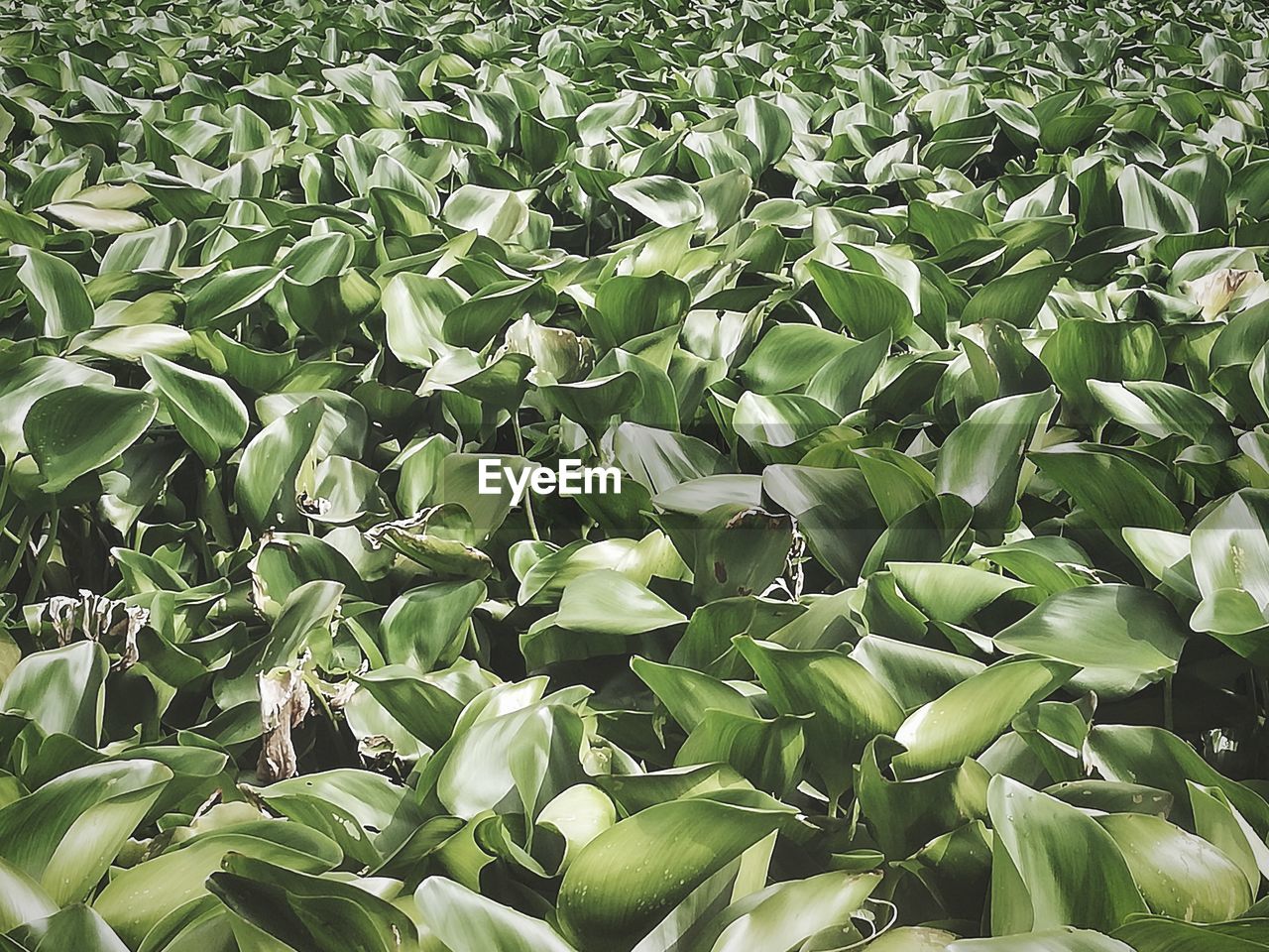 Full frame shot of plants