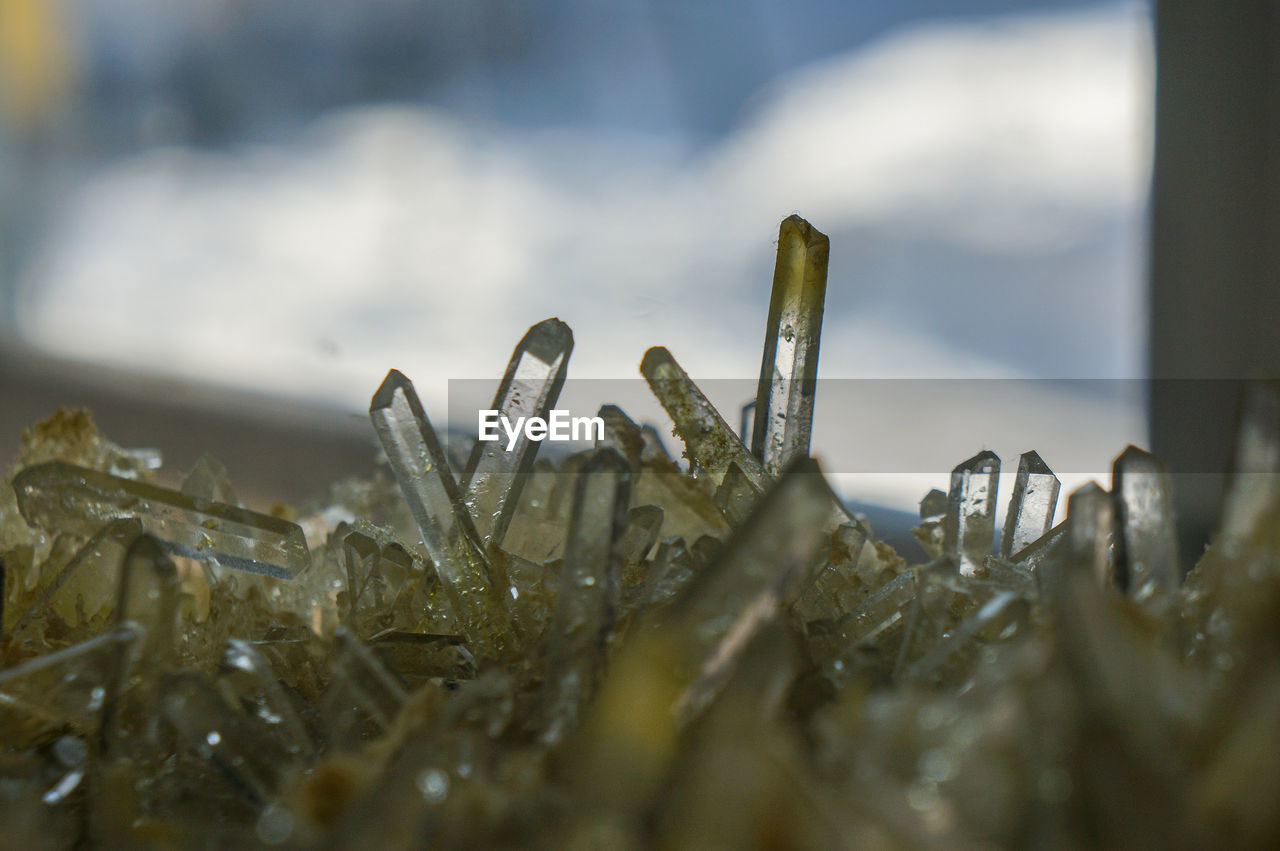 macro photography, close-up, nature, selective focus, plant, no people, flower, leaf, grass, outdoors, sunlight, sky