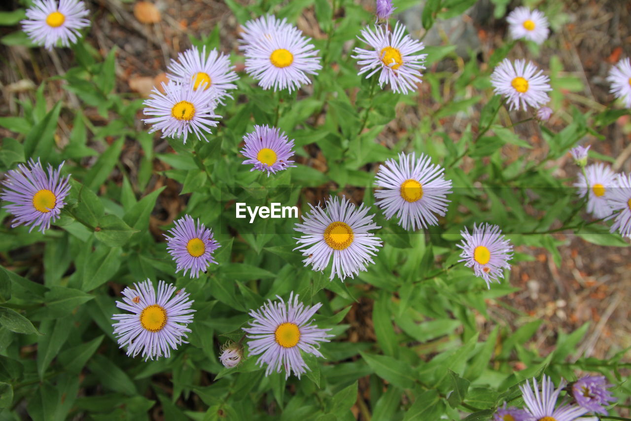 Full frame shot of yellow daisy blooming outdoors