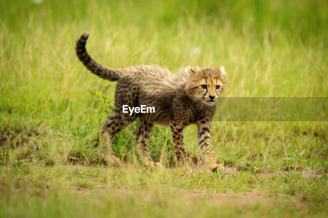 Cheetah cub crosses short grass staring right