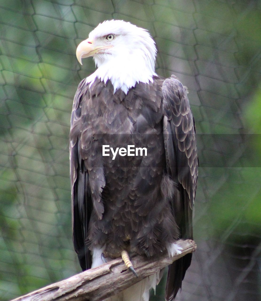 Close-up of eagle