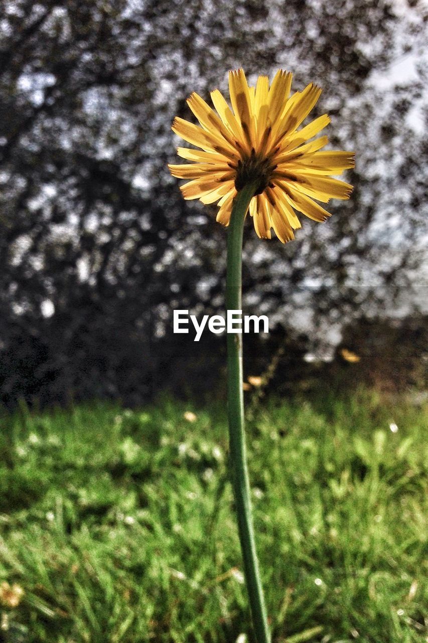 CLOSE-UP OF YELLOW FLOWERS BLOOMING IN FIELD