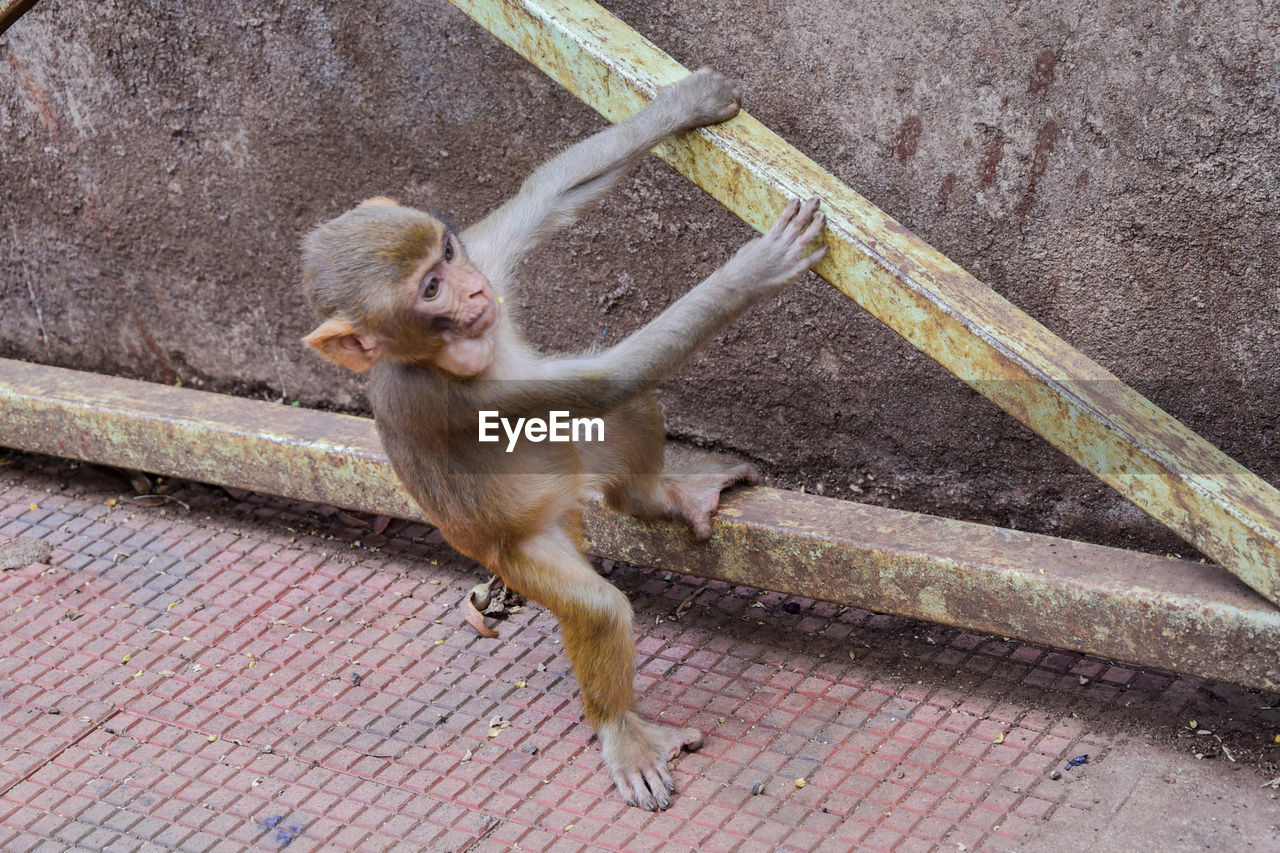 Monkey on stone wall