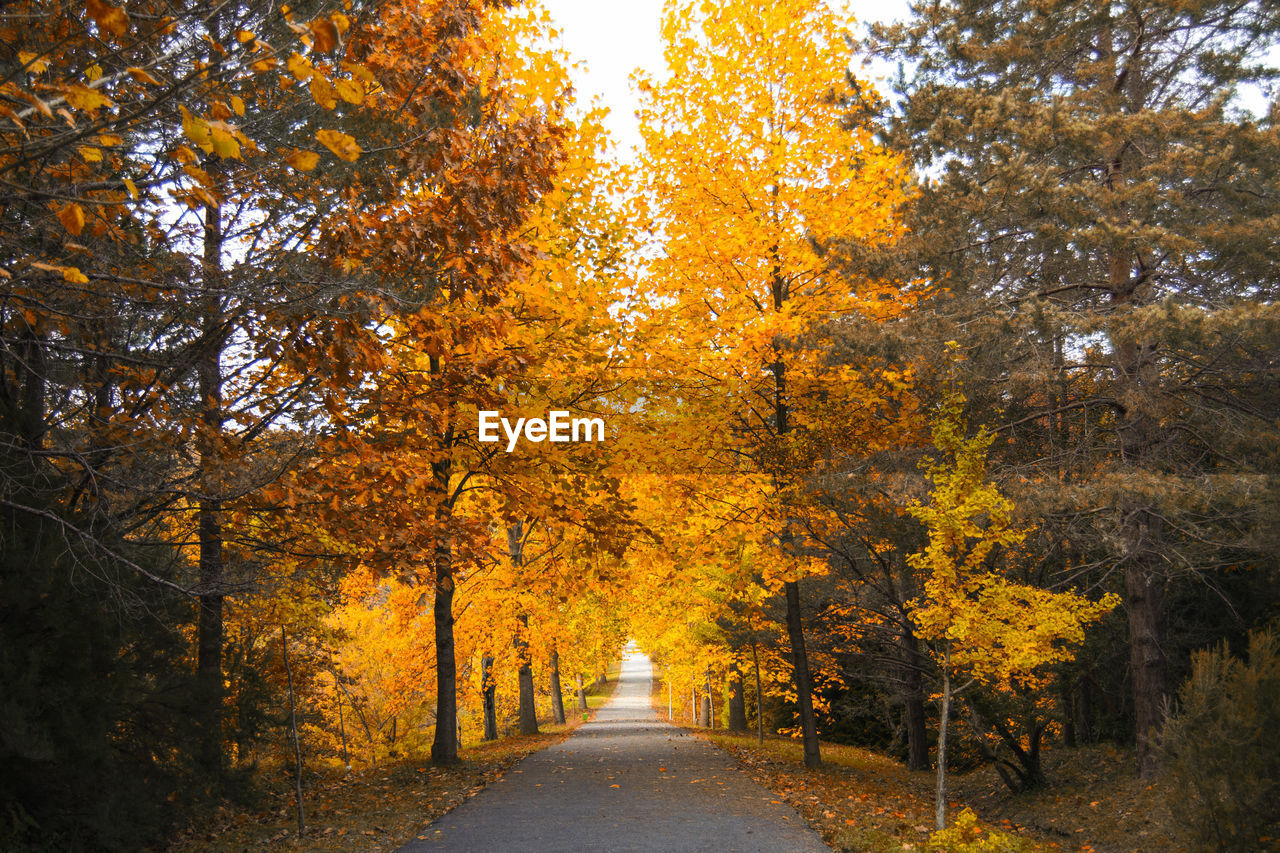 Country road amidst trees in forest during autumn