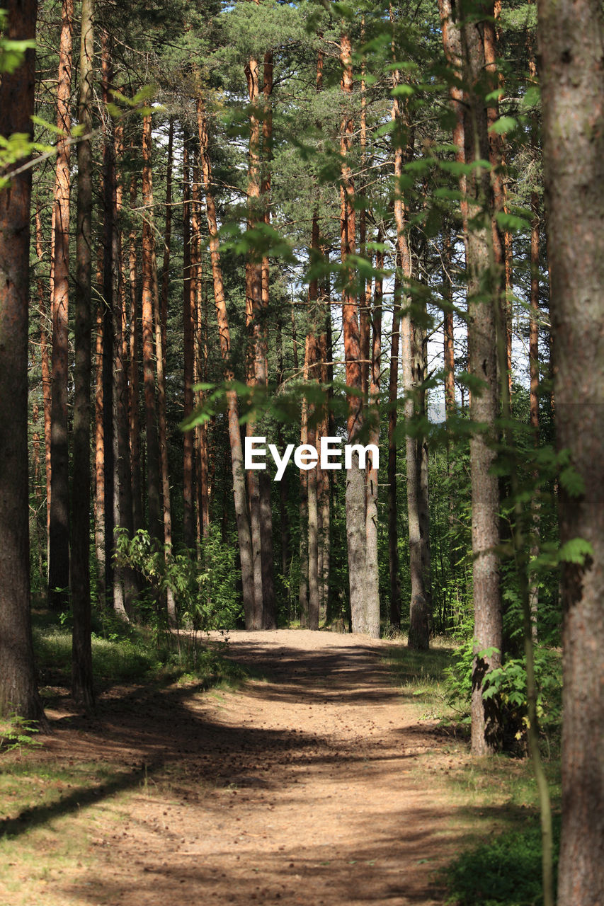 Dirt road amidst trees in forest