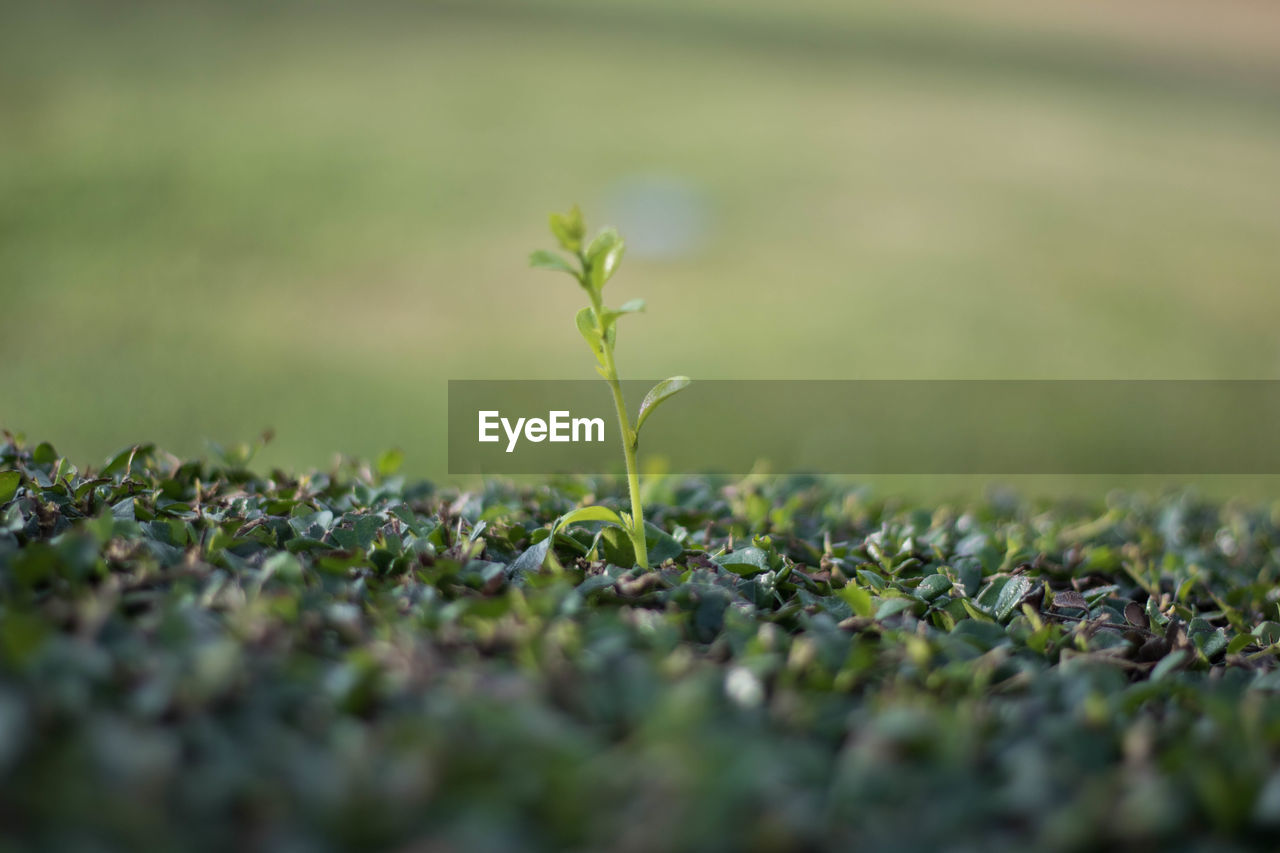 Close-up of plants growing on field