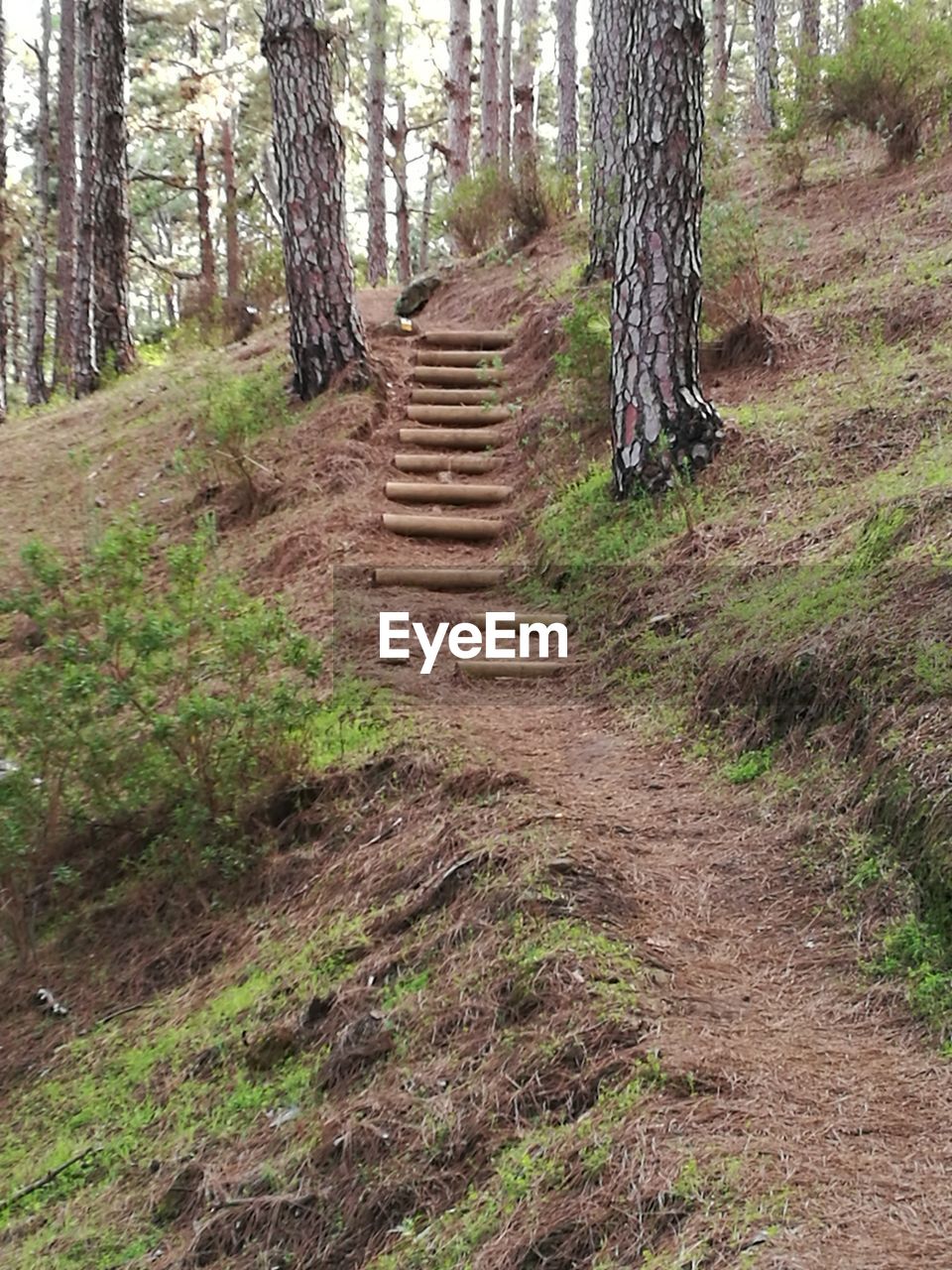 WALKWAY IN FOREST